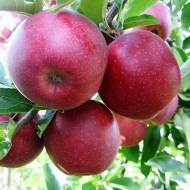 Саженец Яблоня Ред Джонапринц (карликовый подвой)